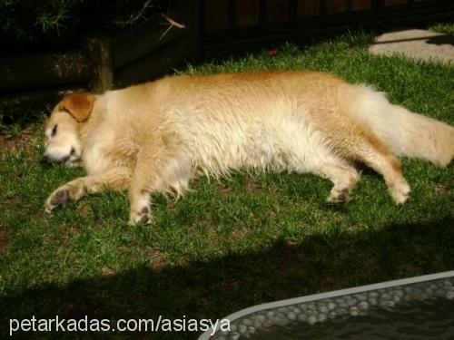 asya Dişi Golden Retriever