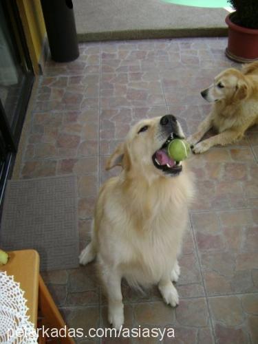 asya Dişi Golden Retriever