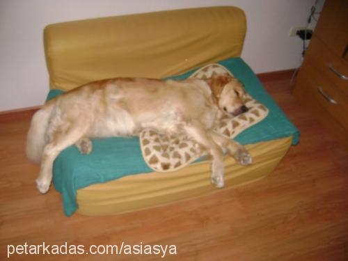 asya Dişi Golden Retriever