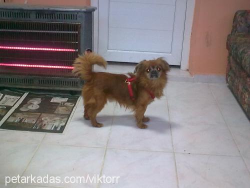 dost Erkek Tibetli Spaniel