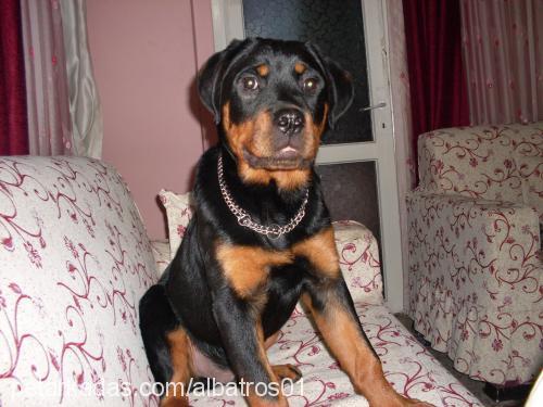 barut Erkek Rottweiler