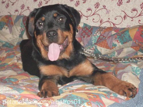 barut Erkek Rottweiler