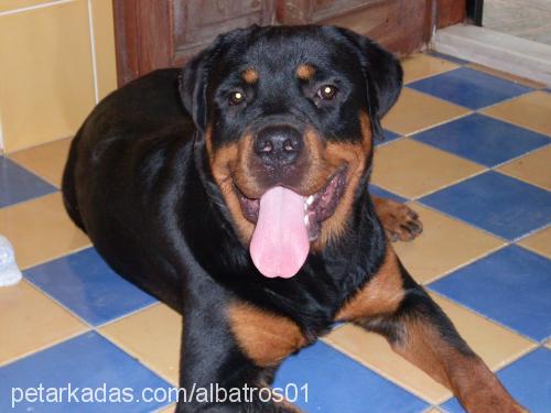 barut Erkek Rottweiler