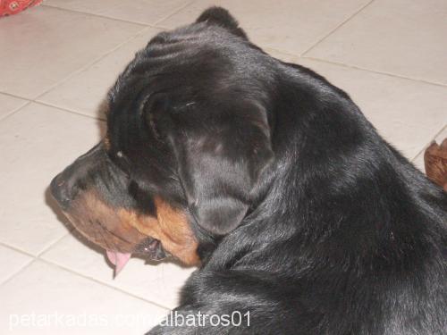 barut Erkek Rottweiler