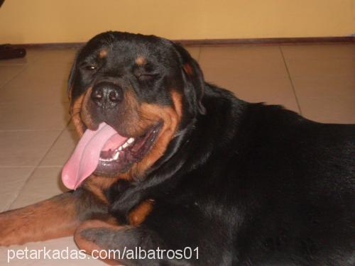 barut Erkek Rottweiler