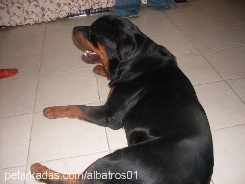 barut Erkek Rottweiler