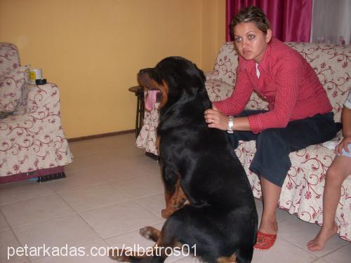 barut Erkek Rottweiler