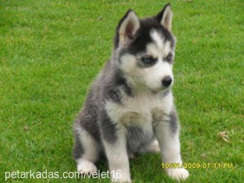 hector Erkek Sibirya Kurdu (Husky)