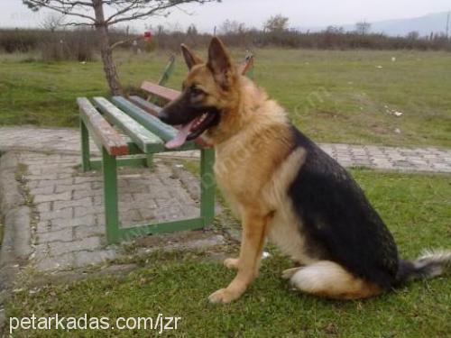 lucyvonerk Dişi Alman Çoban Köpeği