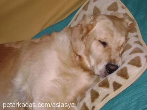 asya Dişi Golden Retriever