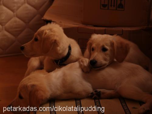 İsihia Dişi Golden Retriever