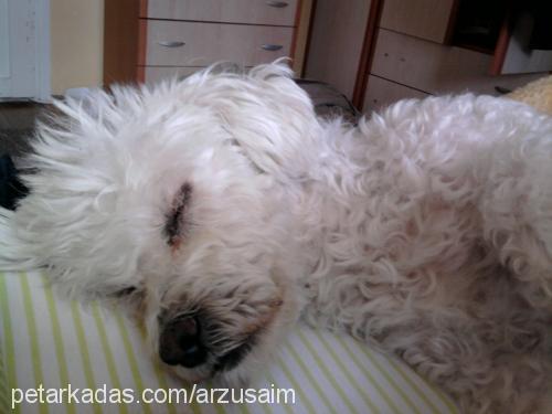 pamuk Erkek Poodle (Standart Kaniş)