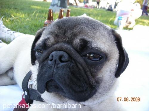 yakışıklıßarni Erkek Pug