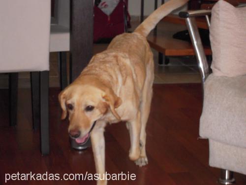 barbie Dişi Labrador Retriever