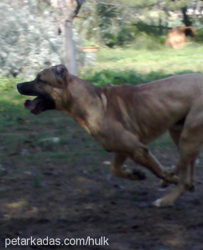 ares Erkek Mastiff