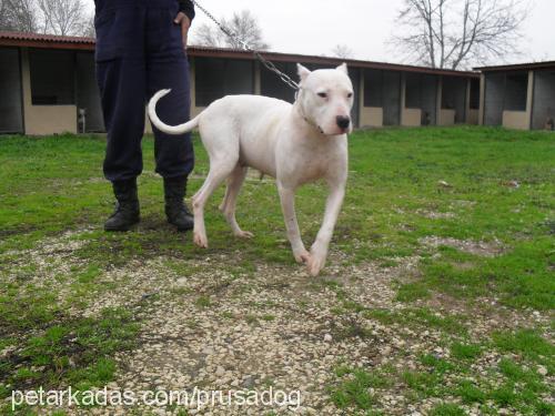 hera Dişi Dogo Arjantin