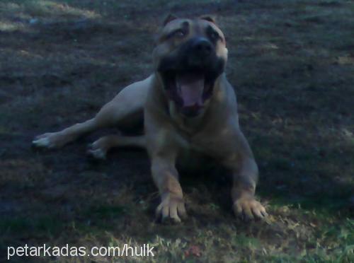 ares Erkek Mastiff