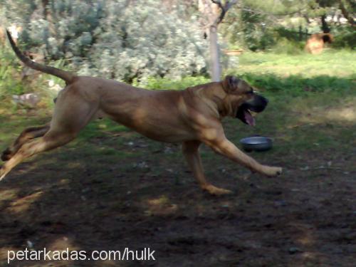 ares Erkek Mastiff