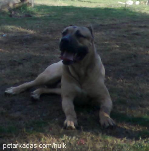 ares Erkek Mastiff