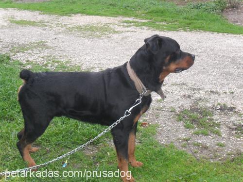 aron Erkek Rottweiler