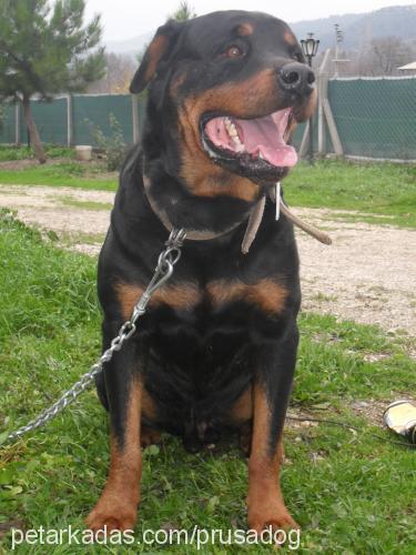 aron Erkek Rottweiler