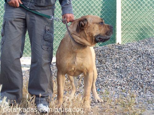 paŞa Erkek Bullmastiff