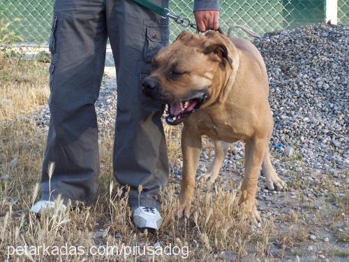 paŞa Erkek Bullmastiff