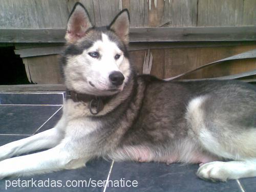 lady-kayıp Dişi Sibirya Kurdu (Husky)