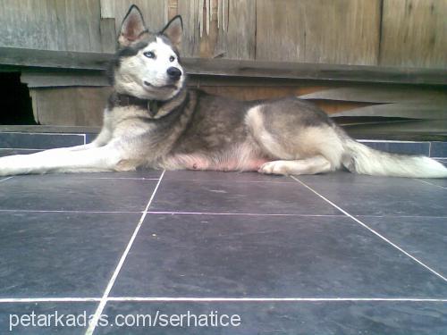 lady-kayıp Dişi Sibirya Kurdu (Husky)