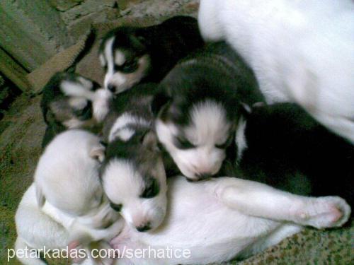 lady-kayıp Dişi Sibirya Kurdu (Husky)