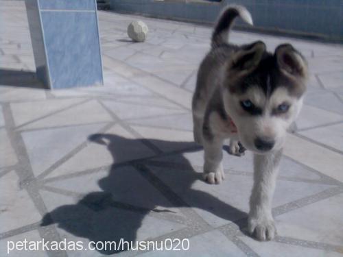 raky Erkek Sibirya Kurdu (Husky)