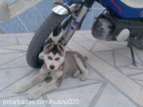 raky Erkek Sibirya Kurdu (Husky)