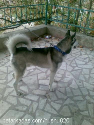 raky Erkek Sibirya Kurdu (Husky)