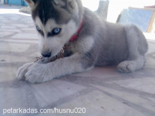 raky Erkek Sibirya Kurdu (Husky)