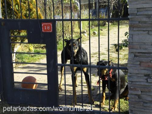 zeytin Dişi Doberman Pinscher