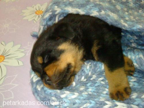 tİmur Erkek Rottweiler