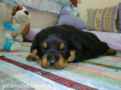 tİmur Erkek Rottweiler