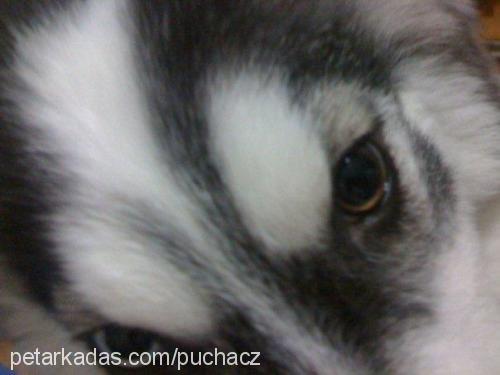 hera Dişi Sibirya Kurdu (Husky)