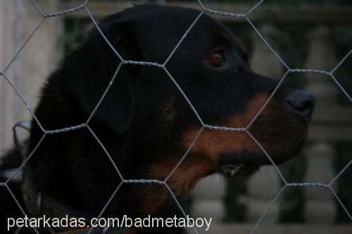 sindrella Dişi Rottweiler