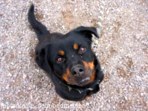 sindrella Dişi Rottweiler