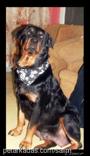 esmer Dişi Rottweiler