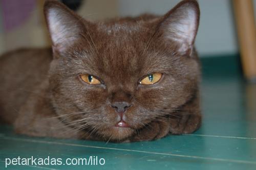 princessbudurfa Dişi British Shorthair