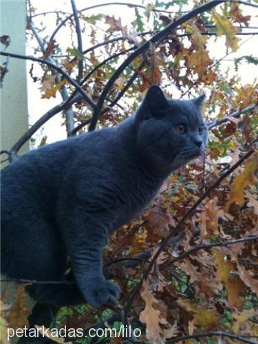 mohİto Erkek British Shorthair