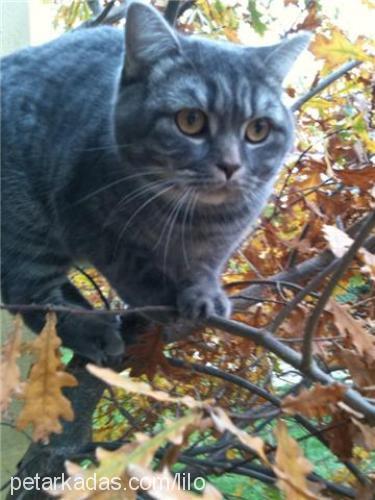 dolores Dişi British Shorthair