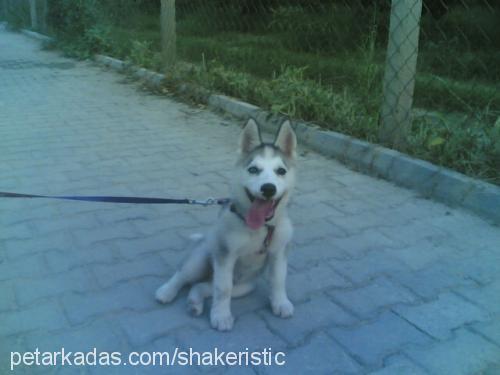 saskia Dişi Sibirya Kurdu (Husky)