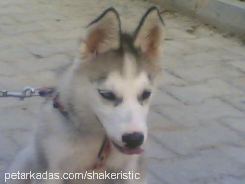 saskia Dişi Sibirya Kurdu (Husky)