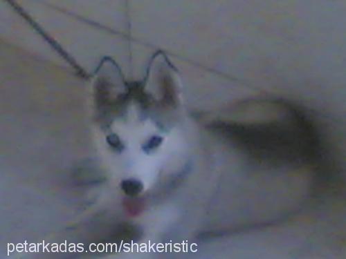 saskia Dişi Sibirya Kurdu (Husky)