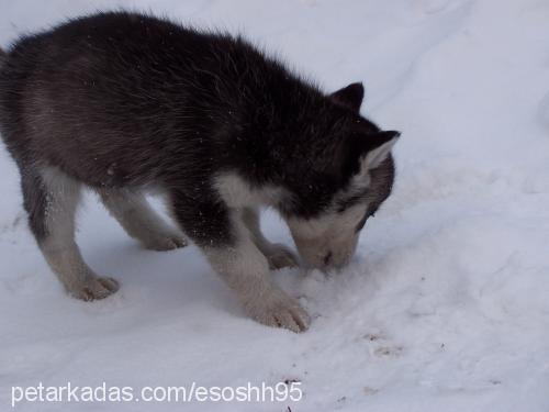 tinaa. Dişi Sibirya Kurdu (Husky)