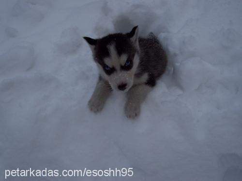 tinaa. Dişi Sibirya Kurdu (Husky)