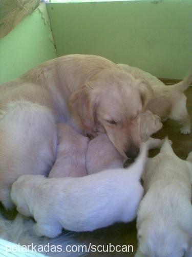 fındık Dişi Golden Retriever